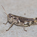 Ponderous Spur-throat Grasshopper - Photo (c) greglasley, some rights reserved (CC BY-NC), uploaded by Greg Lasley