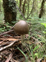 Amanita albovolvata