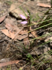 Eriochilus cucullatus