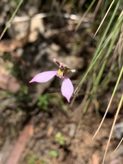 Eriochilus cucullatus