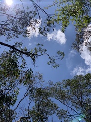 Eriochilus cucullatus