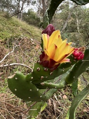 Opuntia monacantha