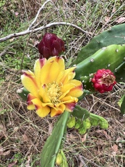 Opuntia monacantha