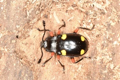 Eumorphus quadriguttatus pulchripes
