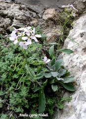 Arabis cypria