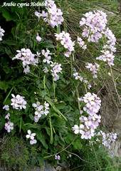 Arabis cypria