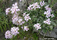 Arabis cypria