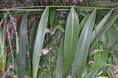Setaria palmifolia