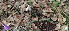 Galanthus reginae-olgae