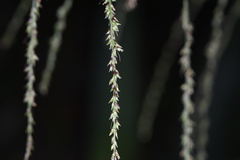 Setaria palmifolia