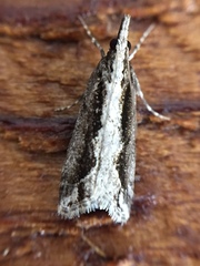 Eudonia steropaea