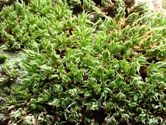 Syntrichia papillosa