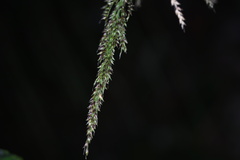 Setaria palmifolia