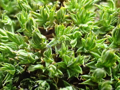 Syntrichia papillosa