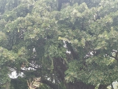 Kigelia africana