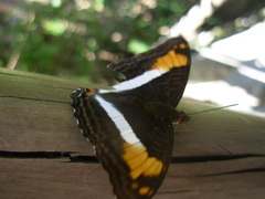Adelpha malea
