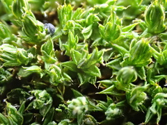 Syntrichia papillosa