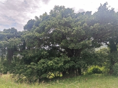 Kigelia africana