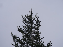 Pinus radiata
