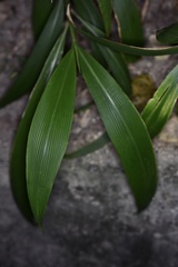 Setaria palmifolia