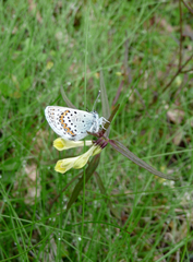 Plebejus idas