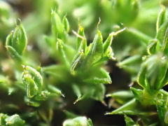 Syntrichia papillosa