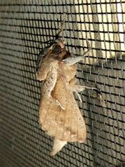 Elhamma australasiae