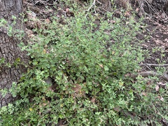 Chenopodium parabolicum