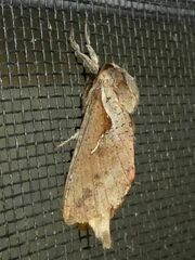 Elhamma australasiae