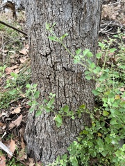 Chenopodium parabolicum