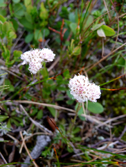 Antennaria nordhageniana