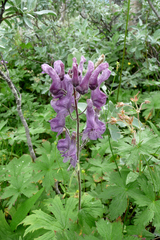 Aconitum lycoctonum
