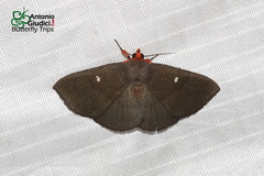 Calesia dasypterus