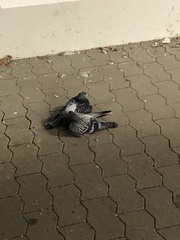 Columba livia domestica