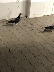 Columba livia domestica