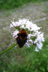 Bombus cingulatus