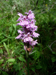 Dactylorhiza maculata