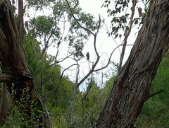 Manorina melanophrys