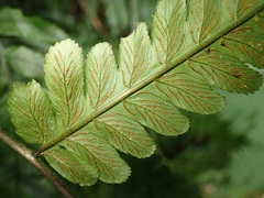 Diplazium dilatatum