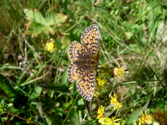 Boloria
