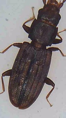 Microbrontes lineatus