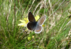 Plebejus idas