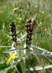 Omalotheca norvegica