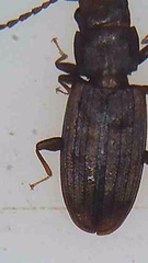 Microbrontes lineatus