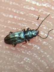 Microbrontes lineatus