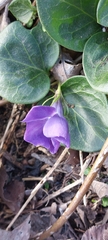 Vinca major