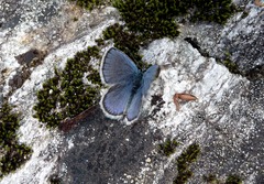 Plebejus idas