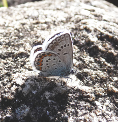 Plebejus idas