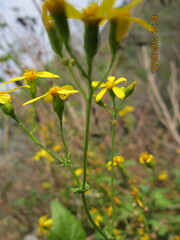 Senecio deltoideus