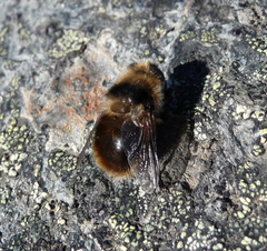Cephenemyia